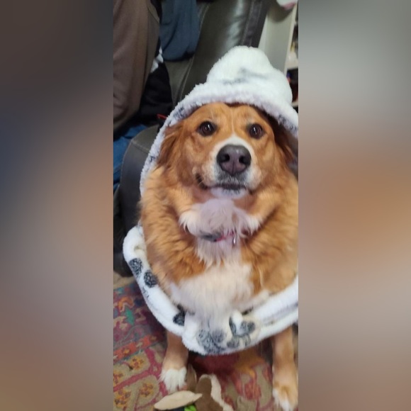 Meet your Posher, Robin - Picture 3 of 5